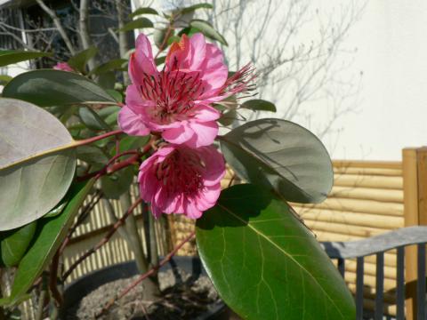 ロドレイヤ | 株式会社 中西園材